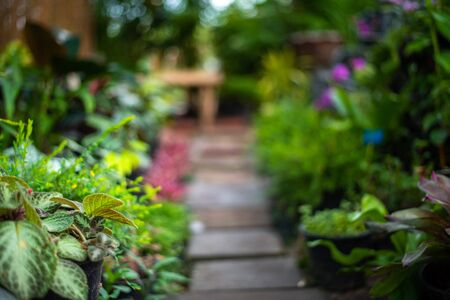 Planting Along Pathways: Classic Border Plant Suggestions for English Gardens