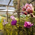 Organic and Chemical Approaches to Mould Control in UK Orchids, Tomatoes and Other Greenhouse Crops