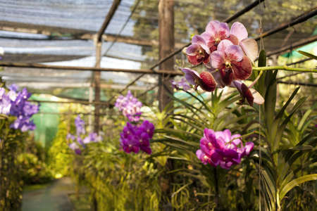 Organic and Chemical Approaches to Mould Control in UK Orchids, Tomatoes and Other Greenhouse Crops