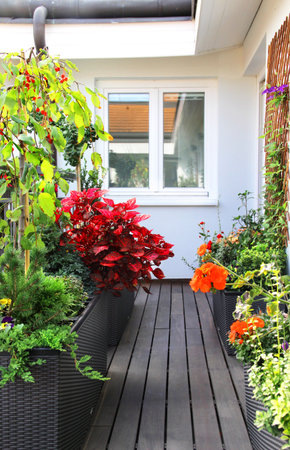 Balcony and Rooftop Herb Gardening in Containers: Making the Most of Limited Space