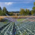 Water-Efficient Irrigation Systems: Drip, Soaker Hoses, and Smart Technology for UK Gardens