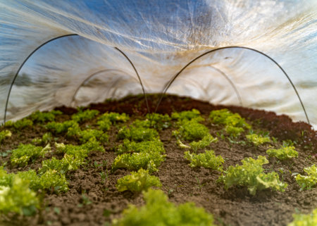 Polytunnels and Traditional Greenhouses in British Horticultural Education and Research