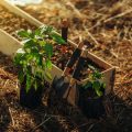 Sustainable Deadheading and Pruning Practices for the Eco-Friendly UK Gardener