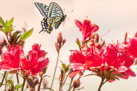 Eco-friendly Spring Bulb Gardening: Supporting UK Wildlife and Pollinators