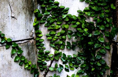 The Role of Spring Bulbs in Cottage Gardens: A British Perspective