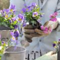 Herbs for Wellness: Growing Medicinal Plants in UK Containers
