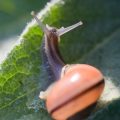 Using Beer Traps and Traditional British Methods to Control Slugs and Snails