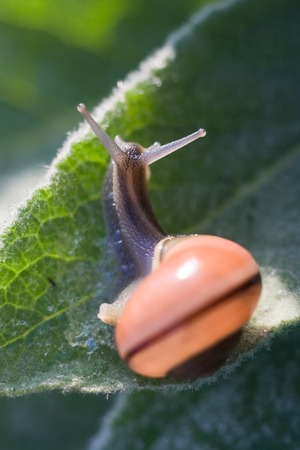 Using Beer Traps and Traditional British Methods to Control Slugs and Snails