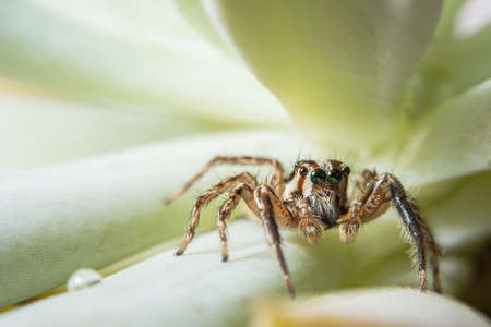 Combating Spider Mites in Ornamental and Edible UK Plants: Signs, Solutions, and Prevention