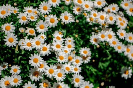 Dealing with Weeds Organically: Tried and Tested Methods in the UK