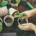 Peat-Free Compost for Houseplants: Best Practices for Urban Gardeners