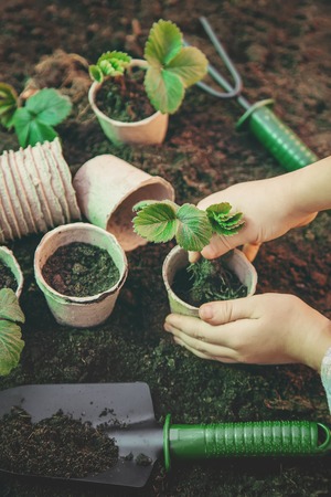 Peat-Free Compost for Houseplants: Best Practices for Urban Gardeners