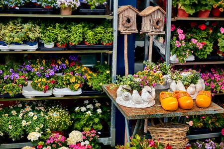 From Concept to Bloom: Step-by-step British Flower Garden Planning