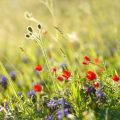 Wildflower Meadow Maintenance: Mowing, Weeding, and Natural Balance