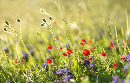 Wildflower Meadow Maintenance: Mowing, Weeding, and Natural Balance