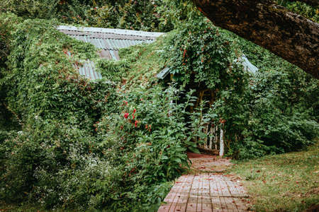 Safe Organic Pest Control for Greenhouses and Polytunnels in the British Isles