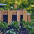 Crop Rotation and Soil Management in Raised Beds and Ground Garden Plots in the UK