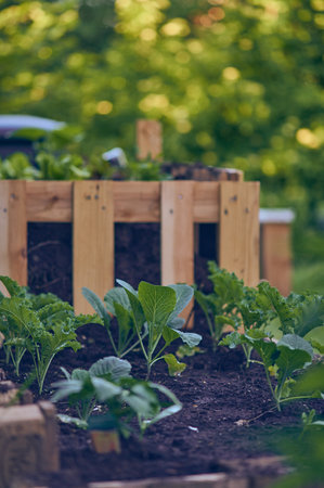 Crop Rotation and Soil Management in Raised Beds and Ground Garden Plots in the UK