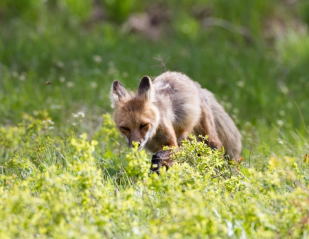 Balancing Ponds & Natural Predators: Coping with Herons and Foxes