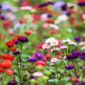 The Sustainable British Garden: How to Choose Eco-friendly Native Flowers
