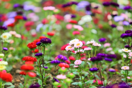 The Sustainable British Garden: How to Choose Eco-friendly Native Flowers