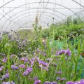 Season-by-Season Guide: What to Do in Your Allotment in the UK