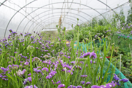 Season-by-Season Guide: What to Do in Your Allotment in the UK