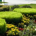 Designing Public Green Spaces with Spring Bulbs: British Parks and Urban Blooms