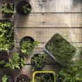 Year-Round Herb Harvesting: Sowing, Pruning, and Storing from Containers