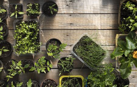 Year-Round Herb Harvesting: Sowing, Pruning, and Storing from Containers