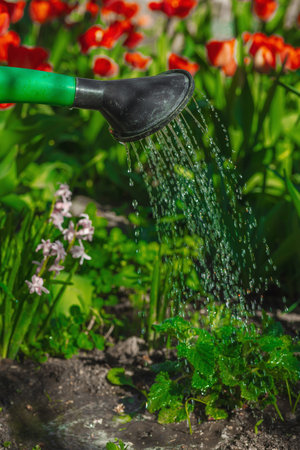 Water Conservation Products and Their Effect on a Garden’s Carbon Footprint
